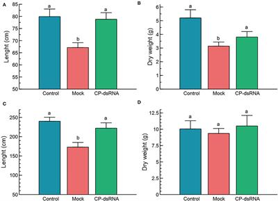 Exogenous Application of dsRNA for the Control of Viruses in Cucurbits